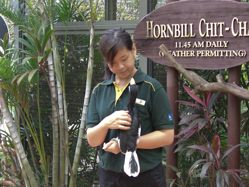 Hornbill